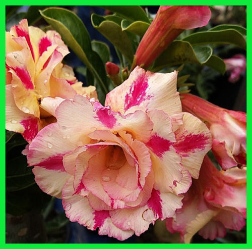 Fresh Rare Adenium Obesum Desert Rose Seeds