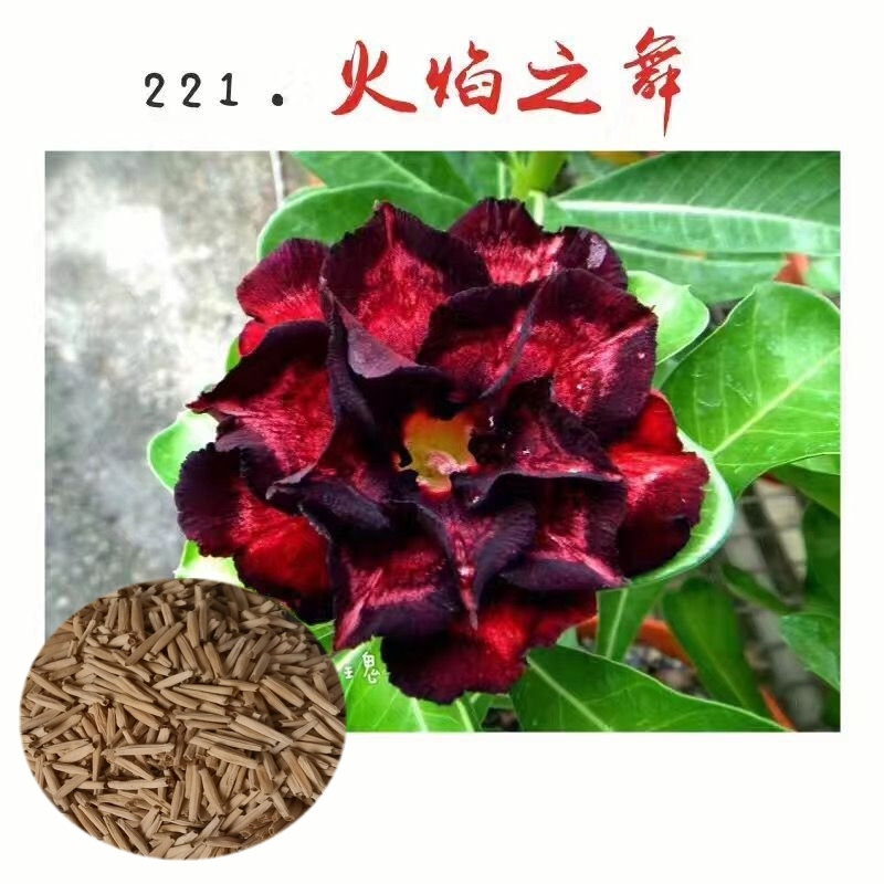Fresh Rare Adenium Obesum Desert Rose Seeds