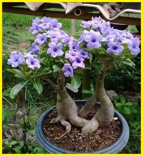 Fresh Rare Adenium Obesum Desert Rose Seeds