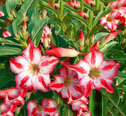 Fresh Rare Adenium Obesum Desert Rose Seeds