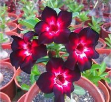 Fresh Rare Adenium Obesum Desert Rose Seeds