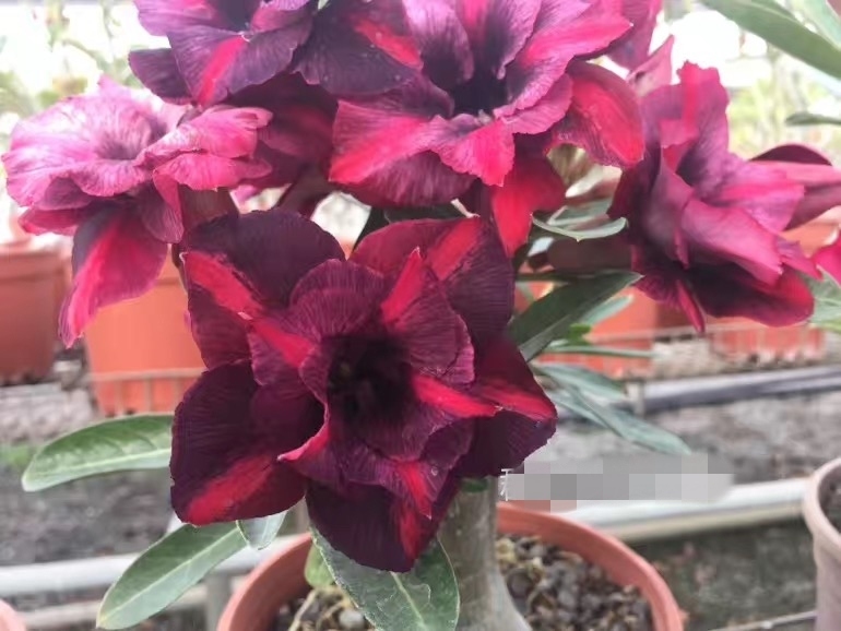 Double petaled Adenium Obesum Desert Rose Seeds