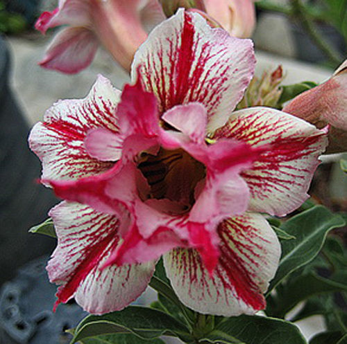 Fresh Rare Adenium Obesum Desert Rose Seeds