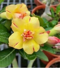 Fresh Rare Adenium Obesum Desert Rose Seeds