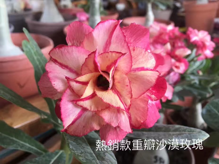 Double petaled Adenium Obesum Desert Rose Seeds