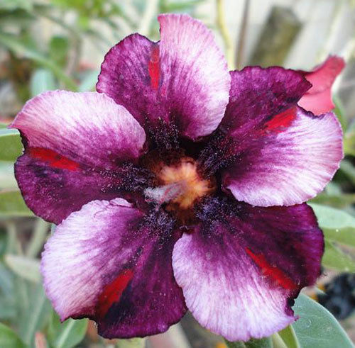 Fresh Rare Adenium Obesum Desert Rose Seeds