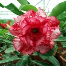 Fresh Rare Adenium Obesum Desert Rose Seeds