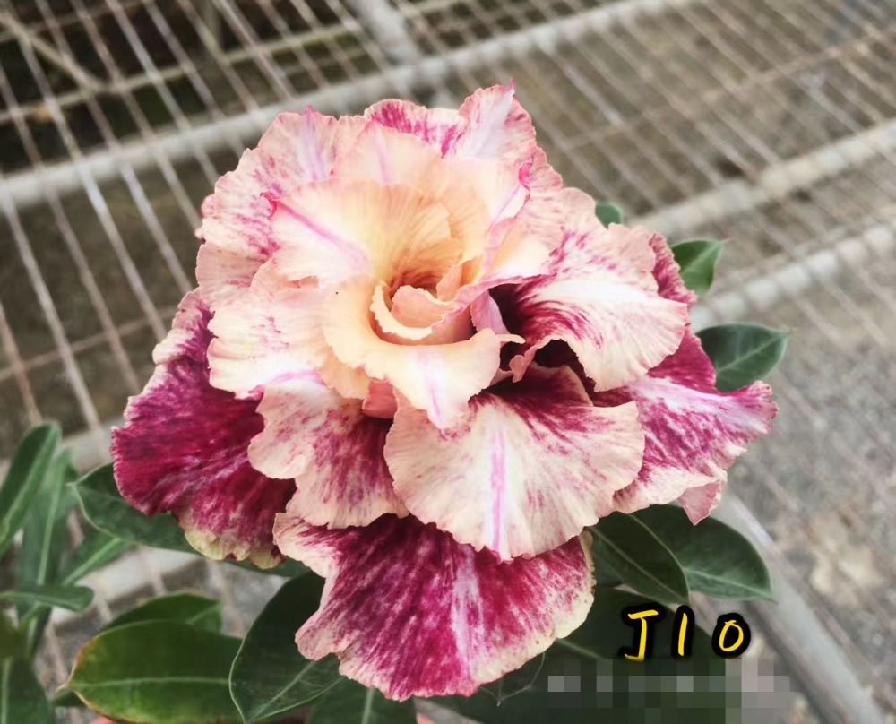 Double petaled Adenium Obesum Desert Rose Seeds