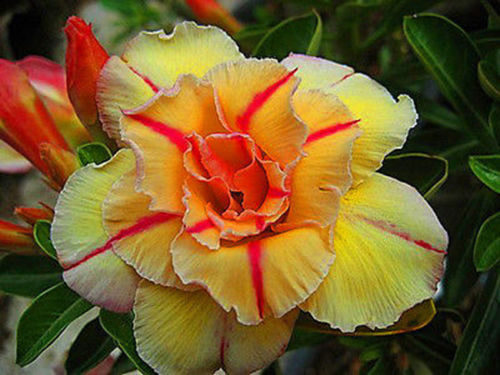 Fresh Rare Adenium Obesum Desert Rose Seeds