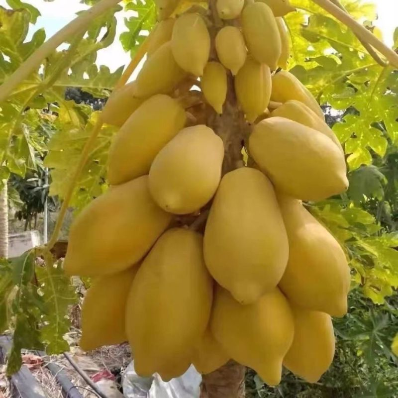 High yield and high-quality papaya fruit tree Seeds