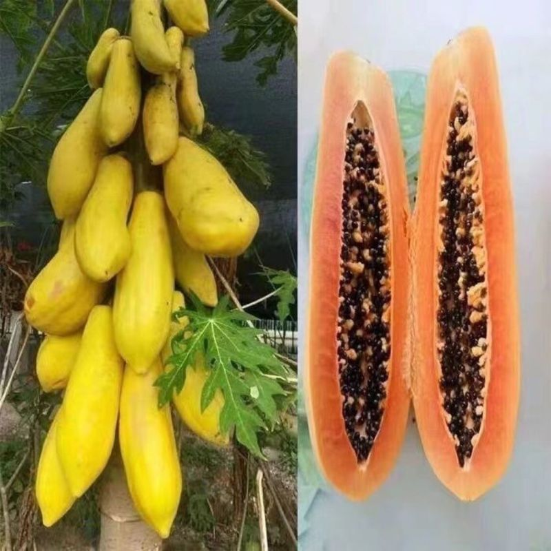 High yield and high-quality papaya fruit tree Seeds