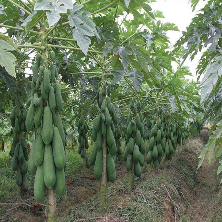 High yield and high-quality papaya fruit tree Seeds