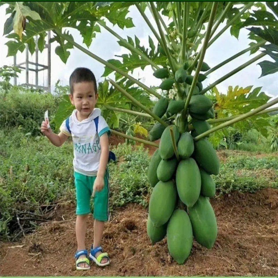High yield and high-quality papaya fruit tree Seeds