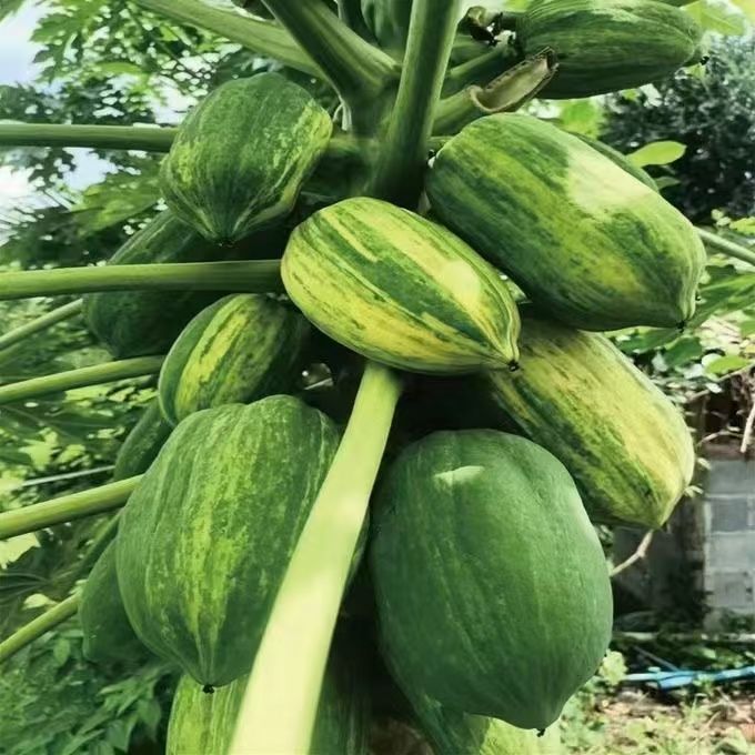 High yield and high-quality papaya fruit tree Seeds
