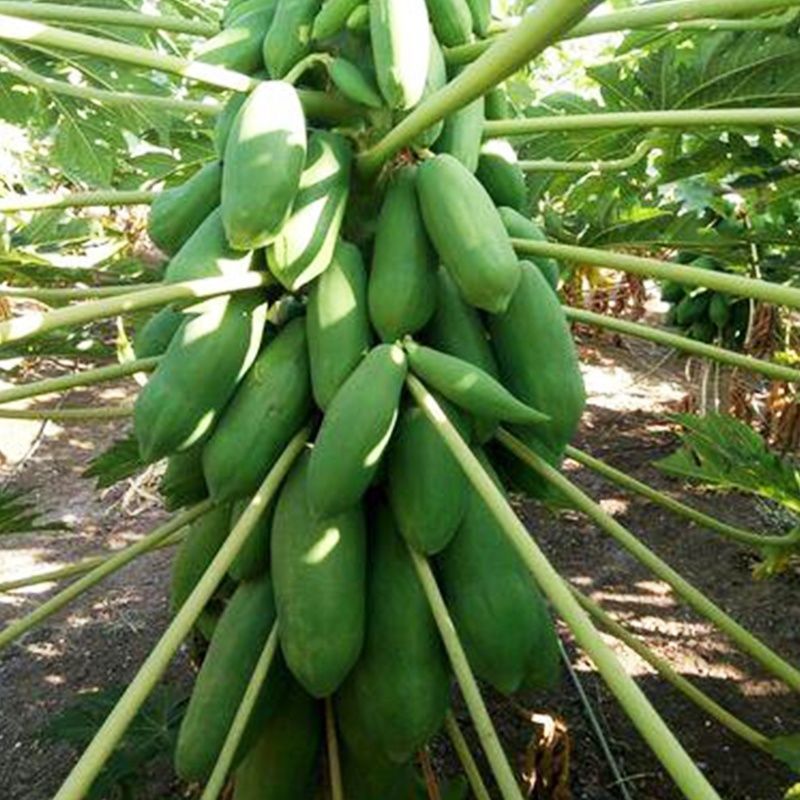 High yield and high-quality papaya fruit tree Seeds