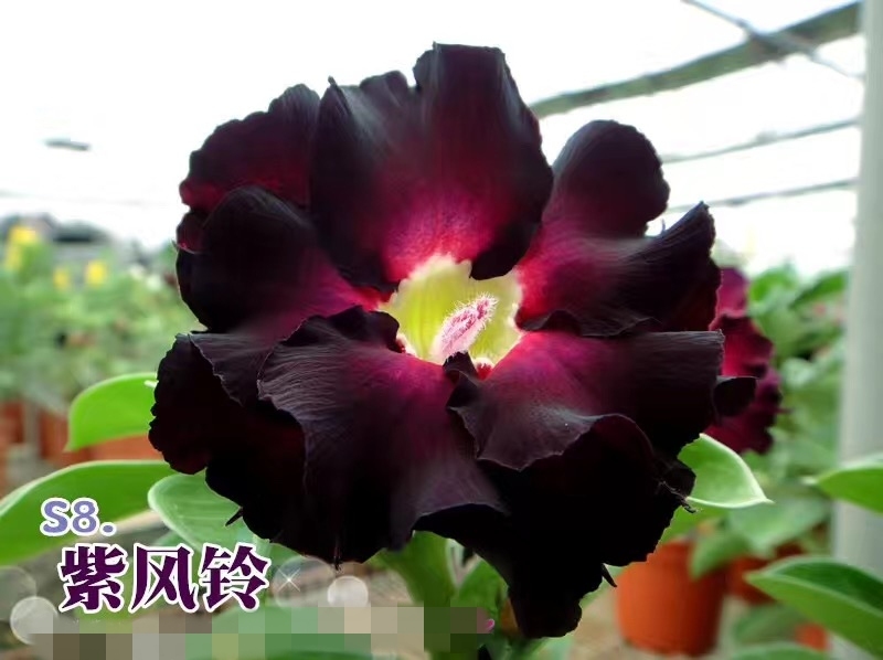 Fresh Rare Adenium Obesum Desert Rose Seeds