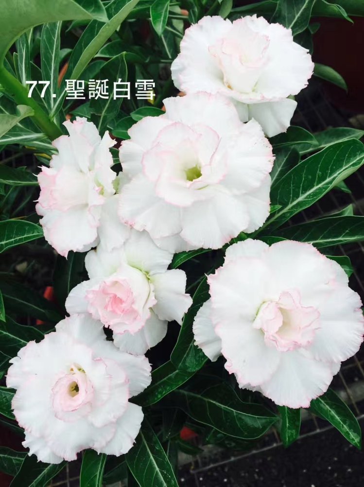 Fresh Rare Adenium Obesum Desert Rose Seeds