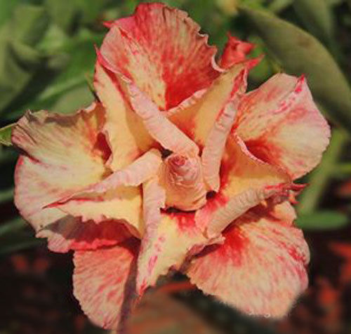 Fresh Rare Adenium Obesum Desert Rose Seeds