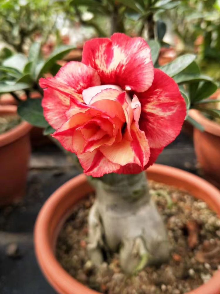 Double petaled Adenium Obesum Desert Rose Seeds