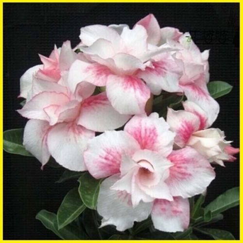 Fresh Rare Adenium Obesum Desert Rose Seeds