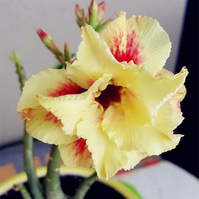 Fresh Rare Adenium Obesum Desert Rose Seeds