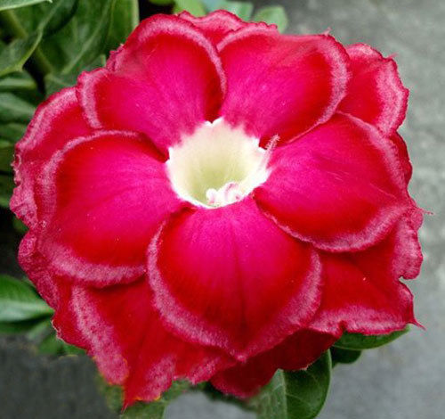 Fresh Rare Adenium Obesum Desert Rose Seeds
