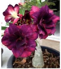 Fresh Rare Adenium Obesum Desert Rose Seeds