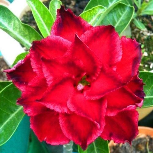 Fresh Rare Adenium Obesum Desert Rose Seeds