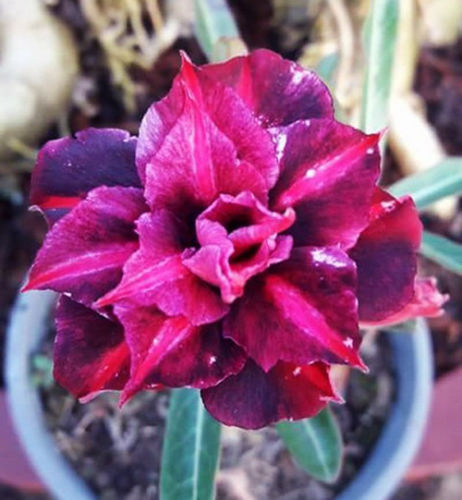 Fresh Rare Adenium Obesum Desert Rose Seeds