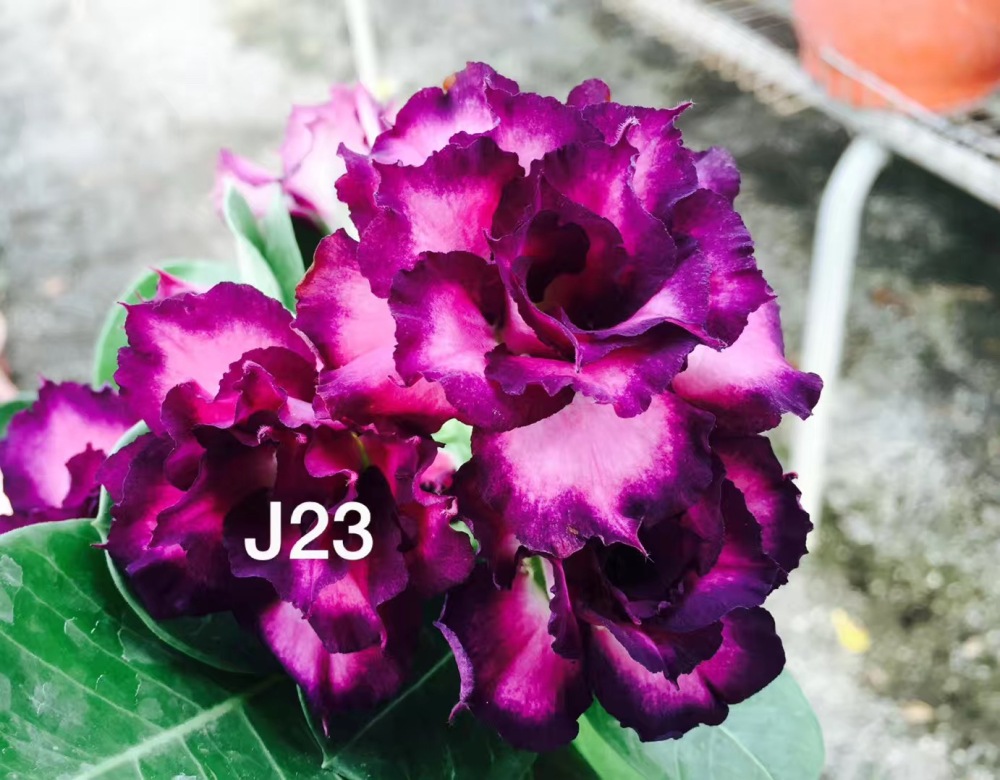 Double petaled Adenium Obesum Desert Rose Seeds