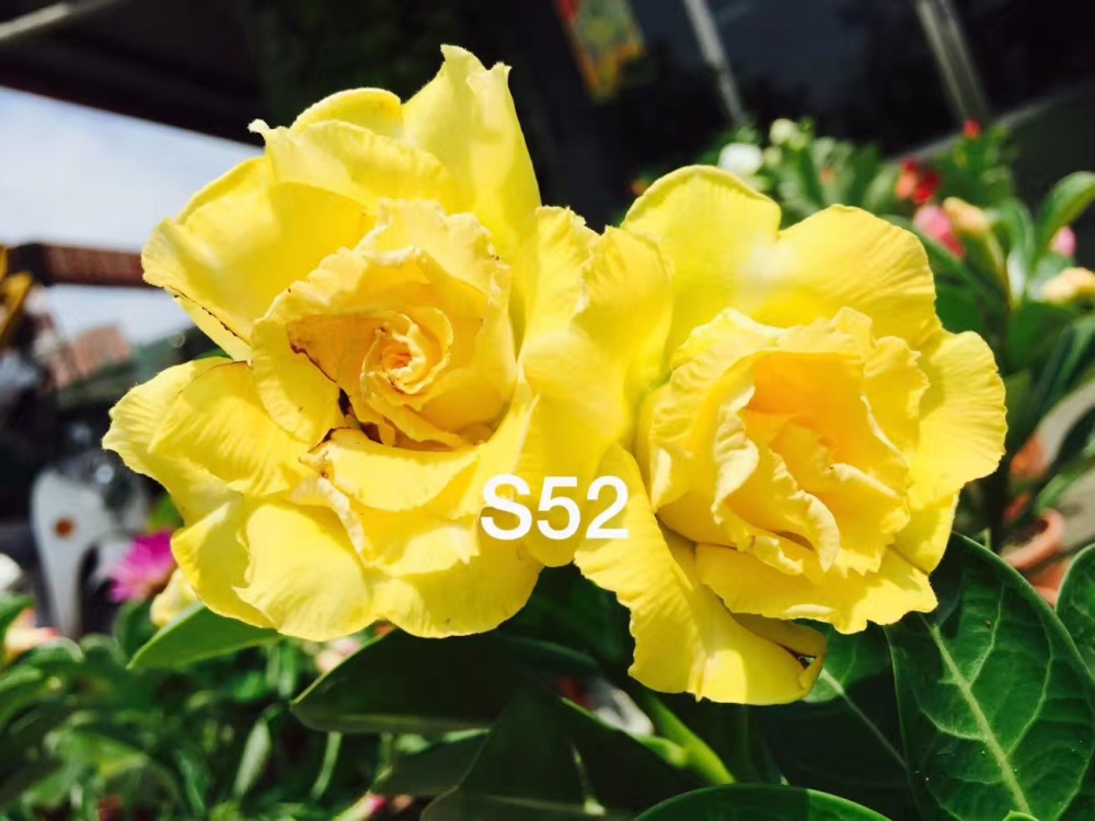 Double petaled Adenium Obesum Desert Rose Seeds