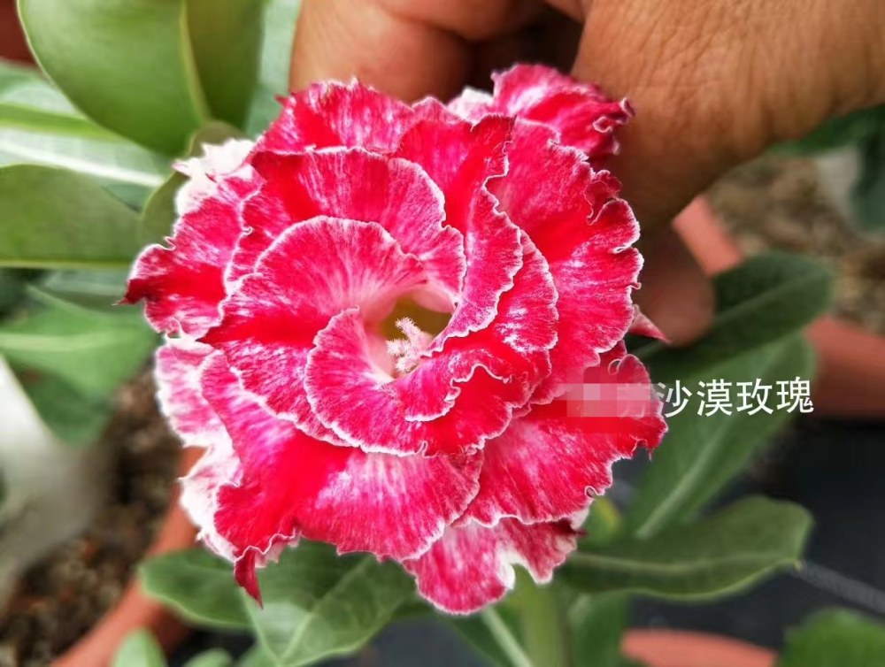 Fresh Rare Adenium Obesum Desert Rose Seeds