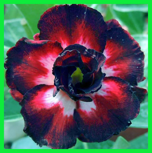 Fresh Rare Adenium Obesum Desert Rose Seeds