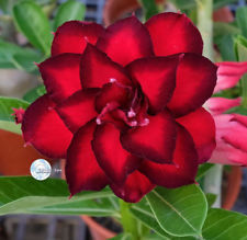 Fresh Rare Adenium Obesum Desert Rose Seeds