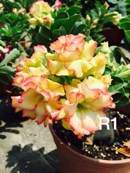 Double petaled Adenium Obesum Desert Rose Seeds