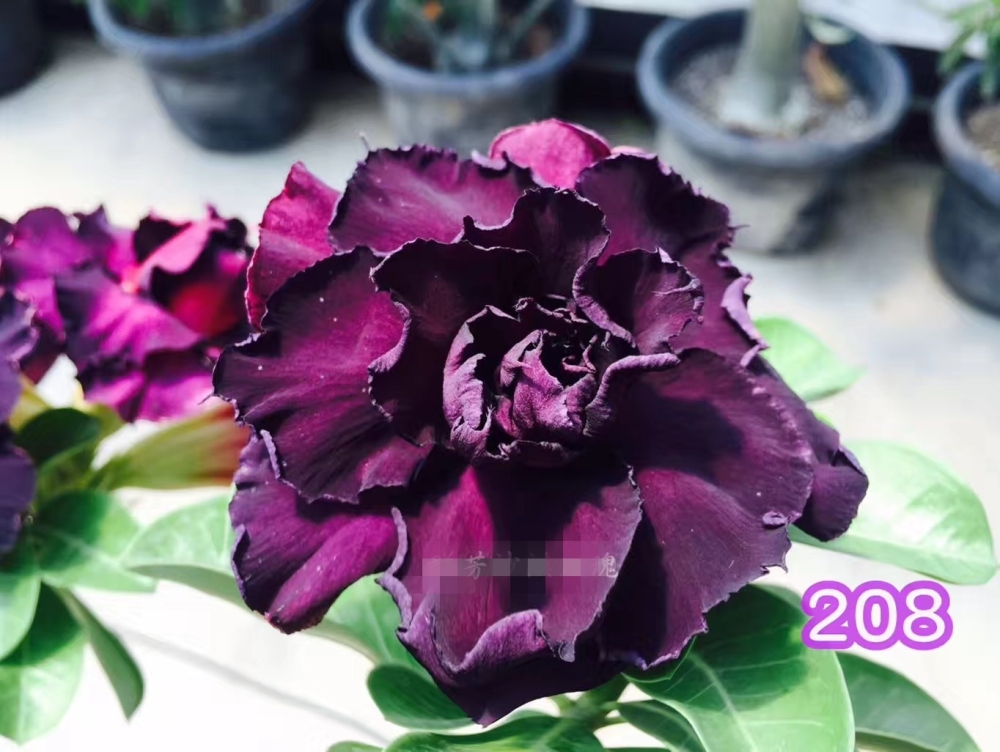 Double petaled Adenium Obesum Desert Rose Seeds