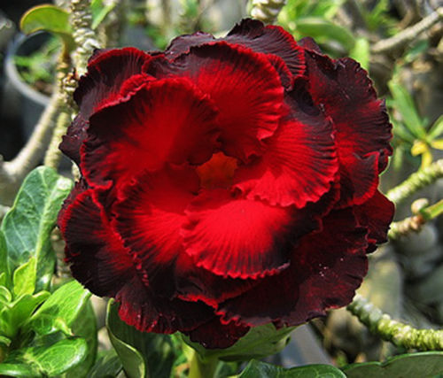 Fresh Rare Adenium Obesum Desert Rose Seeds