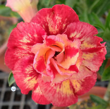 Fresh Rare Adenium Obesum Desert Rose Seeds