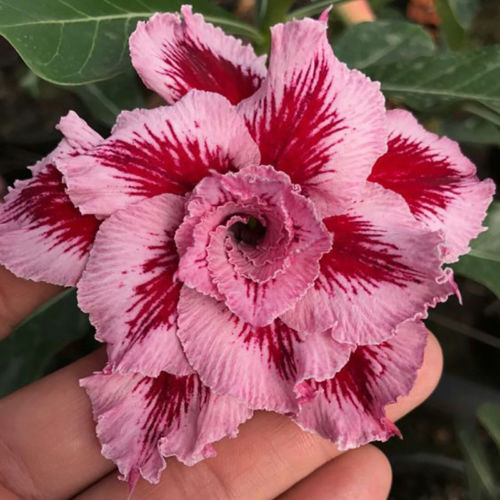 Fresh Rare Adenium Obesum Desert Rose Seeds