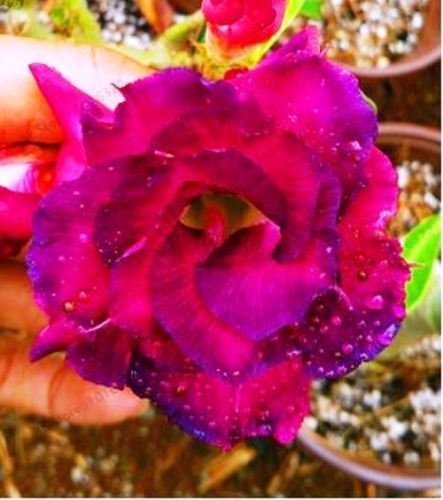 Fresh Rare Adenium Obesum Desert Rose Seeds