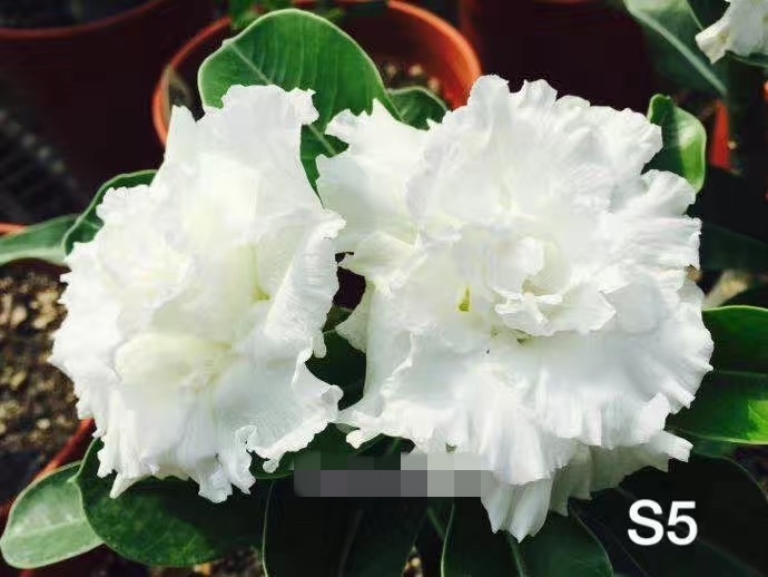 Double petaled Adenium Obesum Desert Rose Seeds