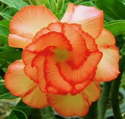 Fresh Rare Adenium Obesum Desert Rose Seeds