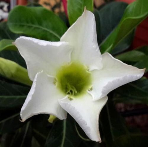 Fresh Rare Adenium Obesum Desert Rose Seeds