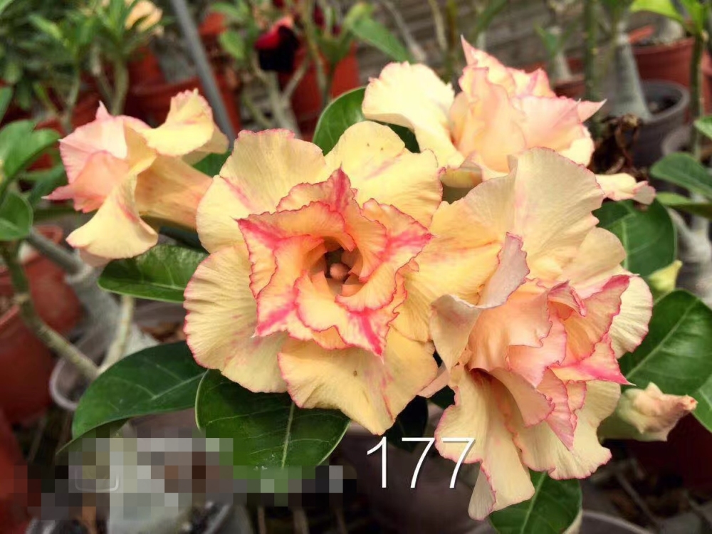 Double petaled Adenium Obesum Desert Rose Seeds