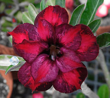 Fresh Rare Adenium Obesum Desert Rose Seeds