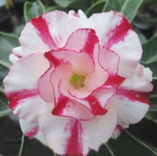 Fresh Rare Adenium Obesum Desert Rose Seeds