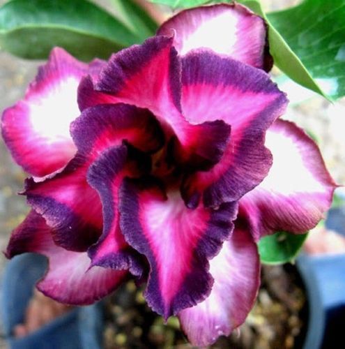Fresh Rare Adenium Obesum Desert Rose Seeds