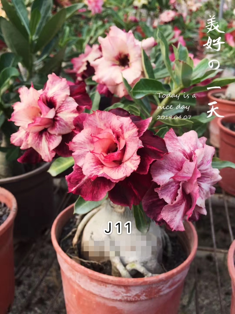 Fresh Rare Adenium Obesum Desert Rose Seeds