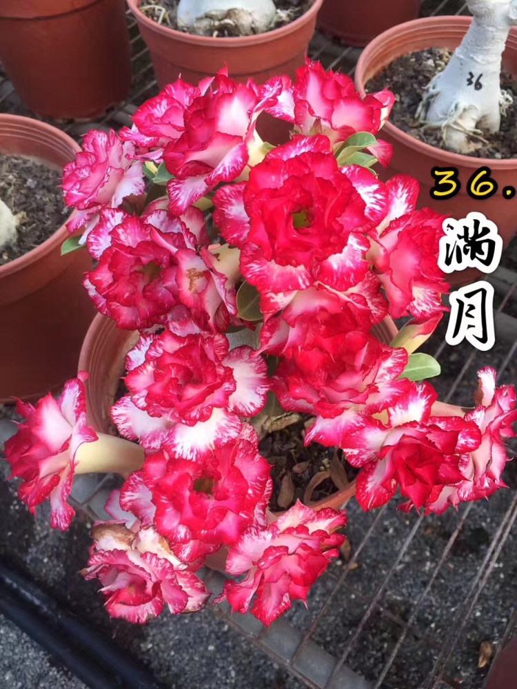 Fresh Rare Adenium Obesum Desert Rose Seeds
