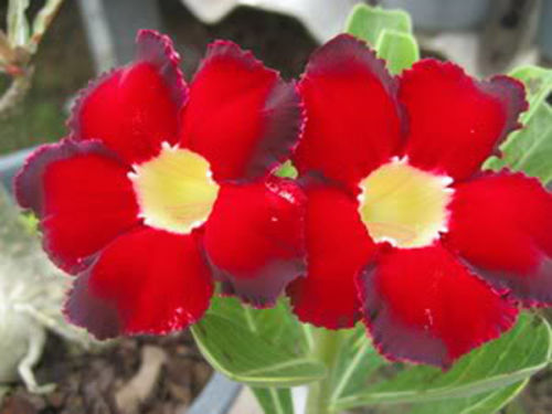 Fresh Rare Adenium Obesum Desert Rose Seeds